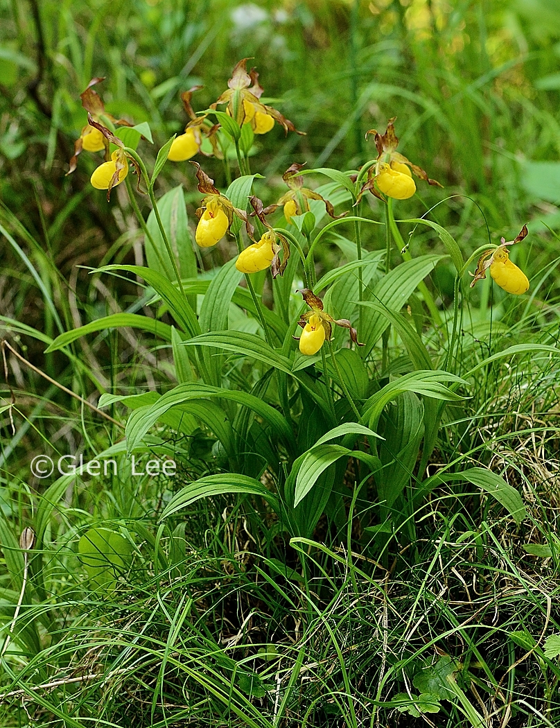 Cypripedium parviflorum online